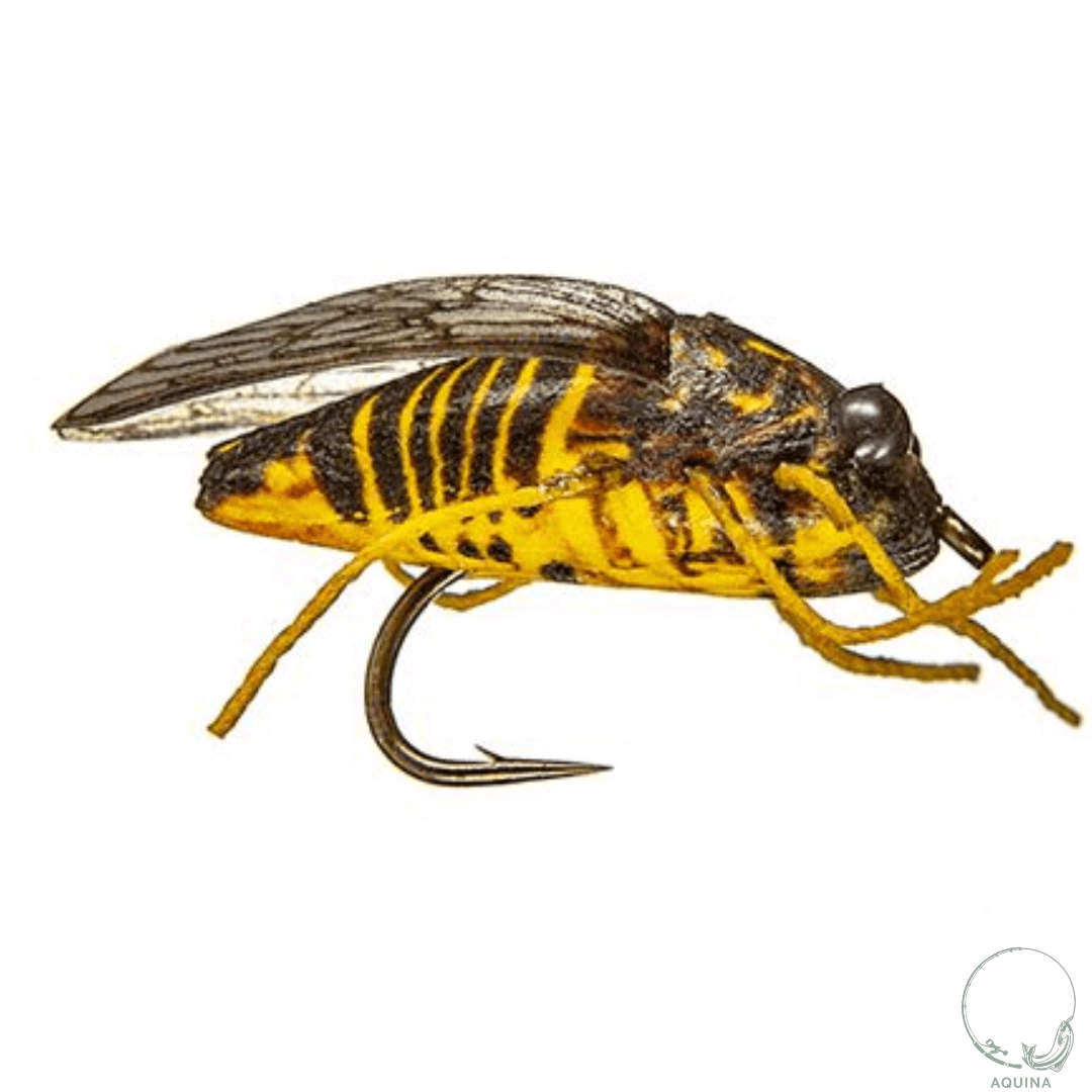 True Cicada